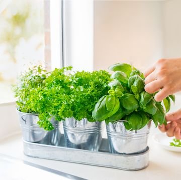 15 Best Indoor Herb Garden Kits to Brighten Up Your Kitchen and Boost Your Meals