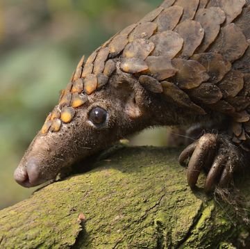 This Rolly Mammal Has Been Spotted in Its Home for the First Time in 24 Years