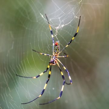 Are Joro Spiders Venomous? What to Know About the Giant Flying Spiders